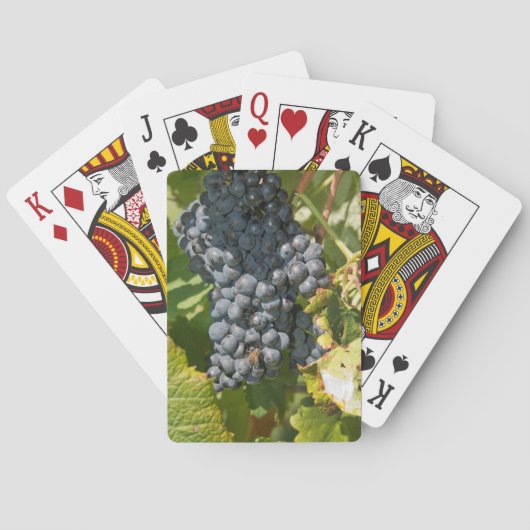 ウルグアイ、モンテビデオ、コロンエリア。ボデガス トランプ (裏面)