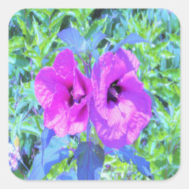 ウルトラバイオレット梅熱狂する紫ハイビスカス花 スクエアシール