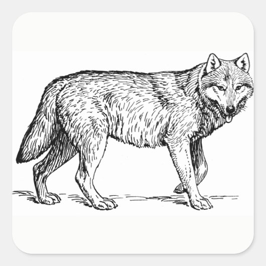 ウルフのシール スクエアシール (正面)