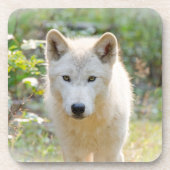 ウルフアニマルアート、カナダの野生動物 コースター (正面)