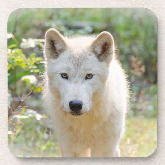 ウルフアニマルアート、カナダの野生動物 コースター (正面)