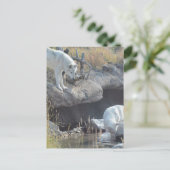 ウルフアニマルズピースラブ自然パークウルフスデスティニー ポストカード (スタンド正面)