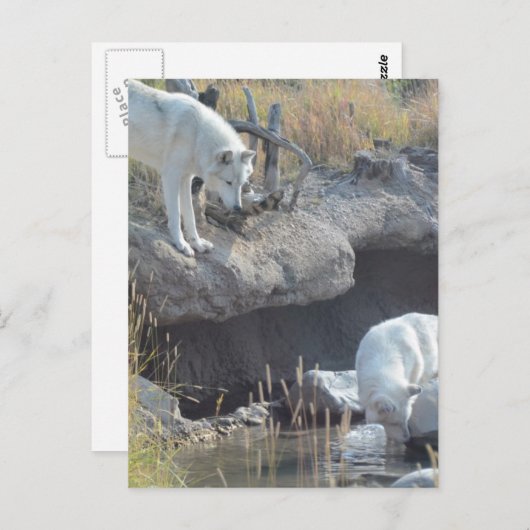 ウルフアニマルズピースラブ自然パークウルフスデスティニー ポストカード (正面/裏面)