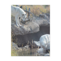 ウルフアニマルズピースラブ自然パークウルフスデスティニー