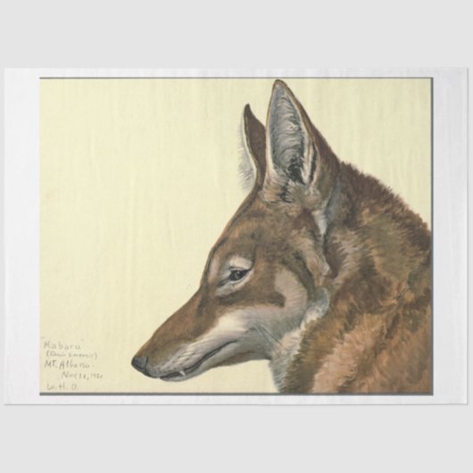 ウルフエフエメラデクページ 薄葉紙 (正面)