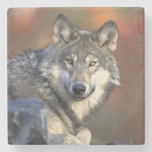 ウルフストーンコースター ストーンコースター (正面)