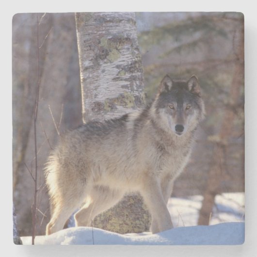 ウルフストーンコースター ストーンコースター (正面)