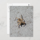 ウルフスパイダーハガキ ポストカード (正面/裏面)