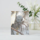 ウルフスパイダーベビー卵ケース葉書 ポストカード (スタンド正面)