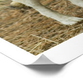 ウルフセンターポスター ポスター (角)