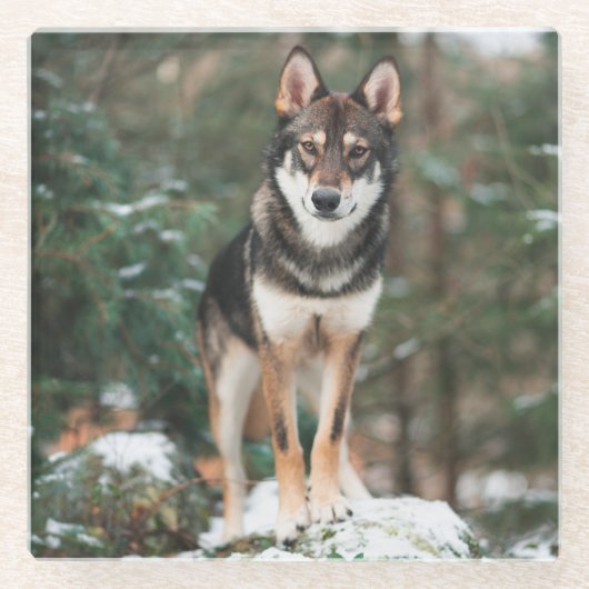 ウルフドッグ ガラスコースター (正面)