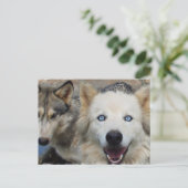 ウルフパックはがき ポストカード (スタンド正面)