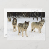 ウルフパック ポストカード (正面/裏面)