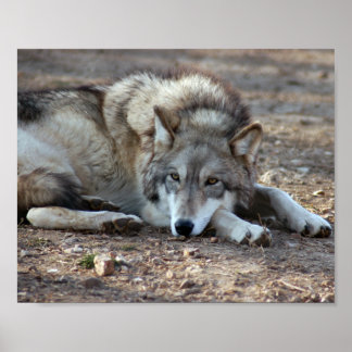 ウルフフレームプリント ポスター