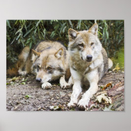 ウルフペアが森の野生動物で休む ポスター