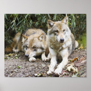 ウルフペアが森の野生動物で休む ポスター