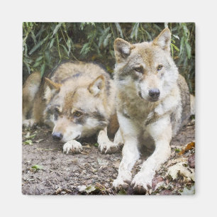 ウルフペアが森の野生動物で休む マグネット