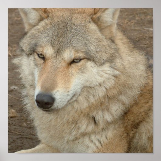 ウルフポスタープリント ポスター (正面)