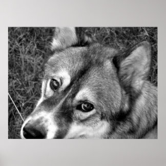 ウルフポスター(白黒) ポスター
