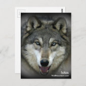 ウルフマウンテンサンクチュアリ – Istasポストカード ポストカード (正面/裏面)