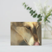 ウルフランチポストカード ポストカード (スタンド正面)