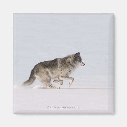 ウルフランニングの雪の中2 マグネット (正面)