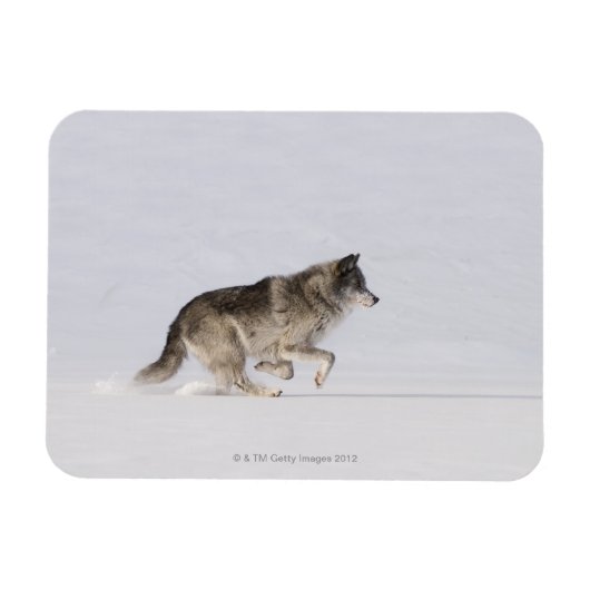 ウルフランニングの雪の中2 マグネット (横)