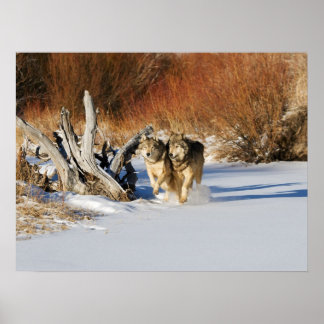 ウルフランニングズのスノーポスター ポスター