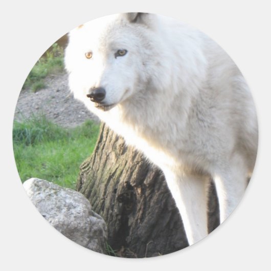 ウルフ写真芸術精神ガイド動物の愛 ラウンドシール (正面)