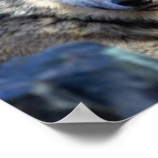 ウルフ写真 ポスター (角)