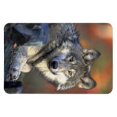 ウルフ磁石 マグネット (横)