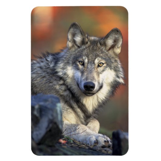 ウルフ磁石 マグネット (縦)