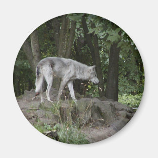 ウルフ磁石 マグネット