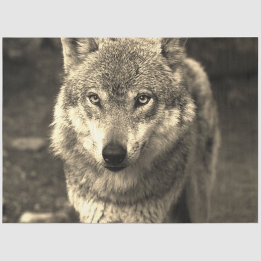 ウルフ215 薄葉紙 (正面)