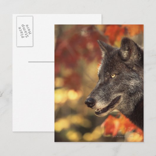 ウルフ2 ポストカード (正面/裏面)