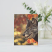 ウルフ2 ポストカード (スタンド正面)