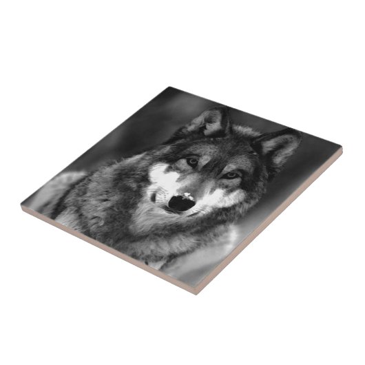 ウルフ タイル (側面)