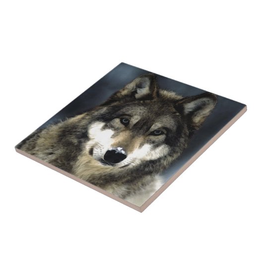 ウルフ タイル (側面)