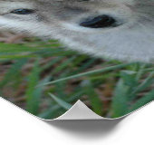 ウルフ・パップポスター ポスター (角)