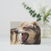 ウルフ・ファン ポストカード (スタンド正面)