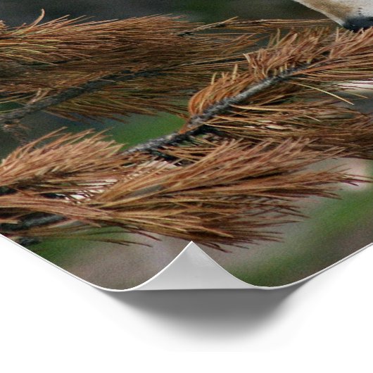 ウルフ ポスター (角)