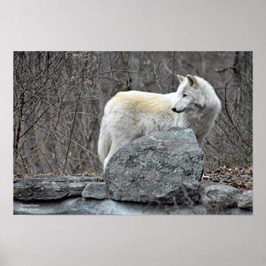 ウルフ ポスター (正面)