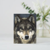 ウルフ ポストカード (スタンド正面)