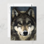 ウルフ ポストカード (正面/裏面)