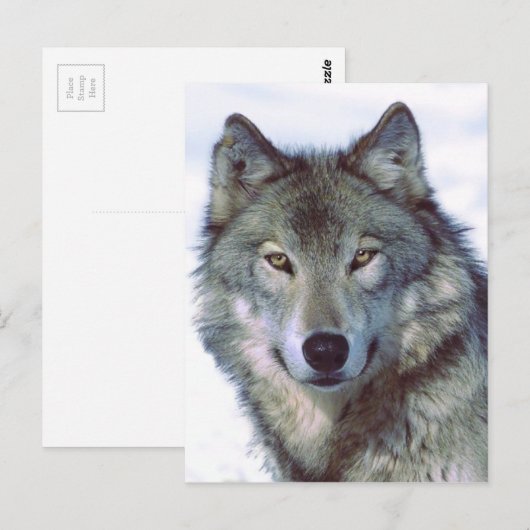 ウルフ ポストカード (正面/裏面)