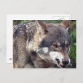 ウルフ ポストカード (正面/裏面)