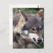 ウルフ ポストカード (正面/裏面)