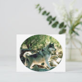 ウルフ ポストカード (スタンド正面)