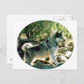 ウルフ ポストカード (正面/裏面)