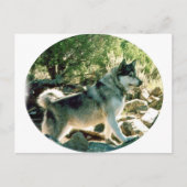 ウルフ ポストカード (正面)